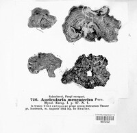 Auricularia mesenterica image